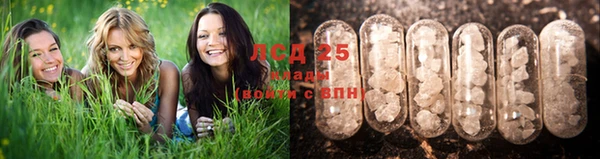 PSILOCYBIN Армянск
